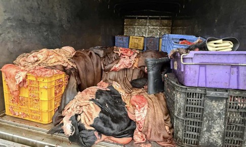 Phú Thọ: Ngăn chặn 1,2 tấn mỡ, da trâu bò không rõ nguồn gốc khi đang lưu thông