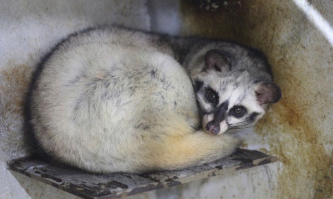 Bỏ phố về quê, làm giàu từ mô hình nuôi động vật hoang dã