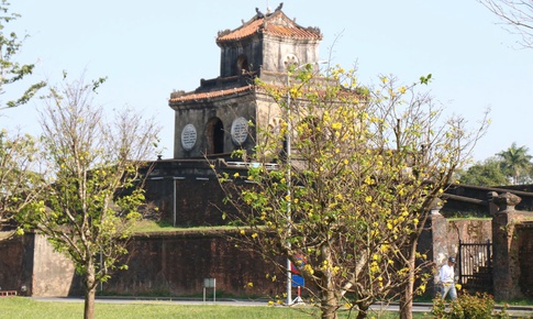 Ngắm mai vàng khoe sắc rực rỡ trong Kinh thành Huế