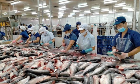 Việt Nam thu gần 2,2 tỷ USD từ xuất khẩu cá tra 2025