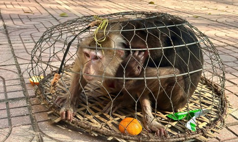 Hai cá thể khỉ quý hiếm bị thương, lạc vào rẫy người dân