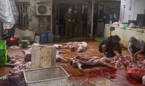 Khởi tố nhóm thu mua lợn chết, nhiễm dịch tả châu Phi bán ra thị trường
