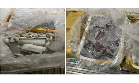 Ngăn chặn hơn 580kg thủy sản không rõ nguồn gốc sắp đưa ra thị trường