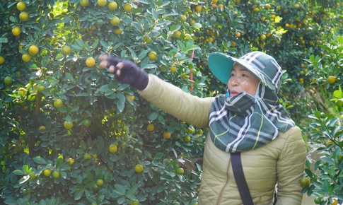 Vùng trồng quất lớn nhất xứ Thanh hồi sinh sau bão lũ