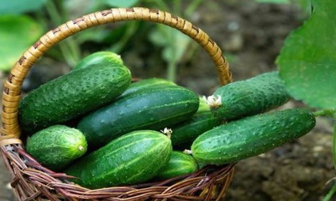 Cách sử dụng dưa chuột hỗ trợ hạ mỡ máu