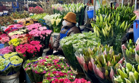 Giá hoa Tết Bính Ngọ có xu hướng tăng