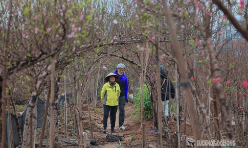 Cận Tết, người Hà Nội rộn ràng đi chọn đào, mua quất