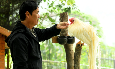Người đàn ông U60 và bộ sưu tập những giống gà 'nhất thế giới'