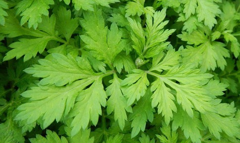 Ngải cứu – vị thuốc quen thuộc giúp giảm đau nhức xương khớp mùa lạnh