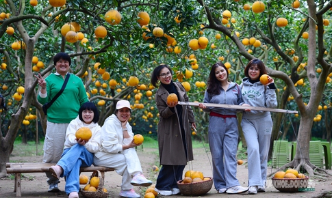 Người Thủ đô rộn ràng vừa mua vừa check-in bưởi Diễn trước thềm Tết Bính Ngọ
