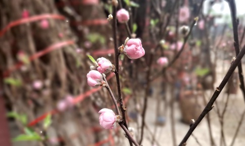 Đào rừng xuống phố, 'lộc núi' tiền triệu hút người chơi Tết