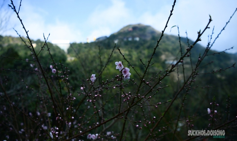 Đào rừng bung sắc giữa mây đèo Ô Quy Hồ