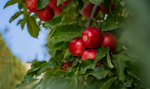 Washington Apples - Nông sản Mỹ cho mâm Tết tròn vị của người Việt