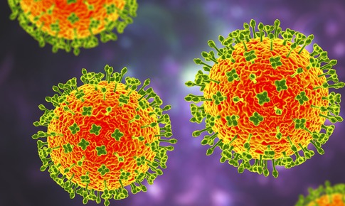 Bộ Y tế: Việt Nam chưa ghi nhận trường hợp mắc bệnh do virus Nipah