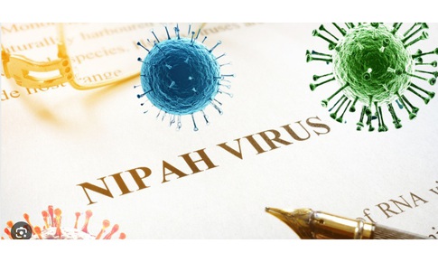 Bệnh do virus Nipah: Chuyên gia khuyến cáo người dân nên bình tĩnh, hiểu biết để phòng bệnh hiệu quả