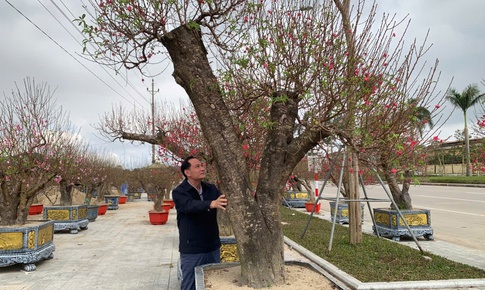 Đào thế lạ, bưởi 'khủng' rộn ràng xuống phố đón Tết