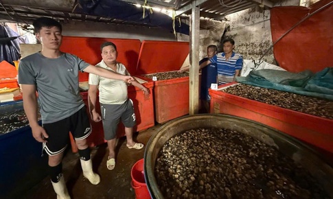 Hiểm hoạ khôn lường từ ốc ngâm 'thuỷ tinh lỏng'