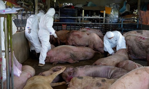 Giám sát chặt virus Nipah tại các cơ sở chăn nuôi lợn có nhiều dơi ăn quả