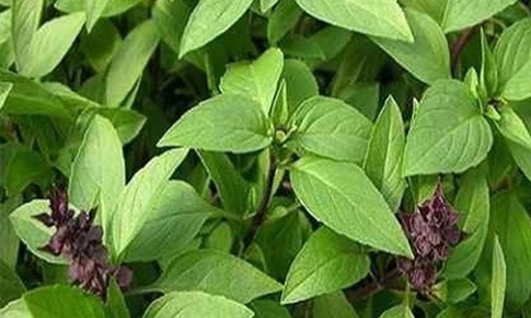 Bài thuốc chữa bệnh từ rau húng quế