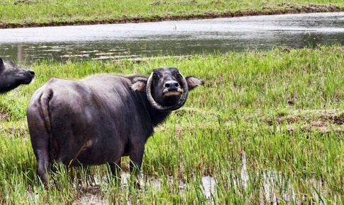 Ngỡ ngàng con trâu có cặp sừng cong tròn 'độc nhất vô nhị' ở Đà Nẵng