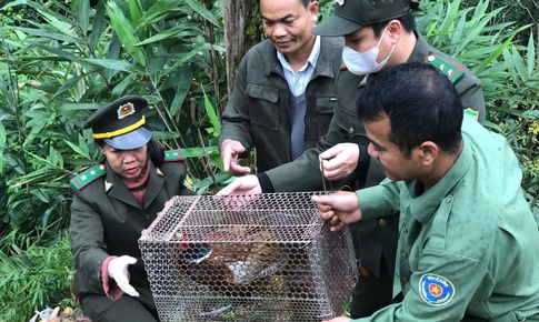 Rừng tự nhiên ở Huế ghi dấu sự hiện diện của nhiều loài động vật quý hiếm