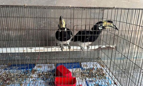 Người dân giao nộp chim Cao Cát quý hiếm