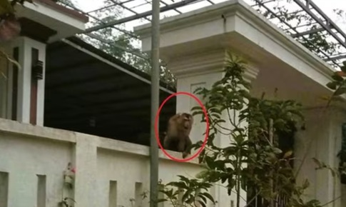 Video khỉ đuôi lợn vào nhà dân tấn công khiến người phụ nữ bị khâu 15 mũi