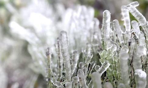 Băng giá phủ trắng đỉnh Phia Oắc ở Cao Bằng