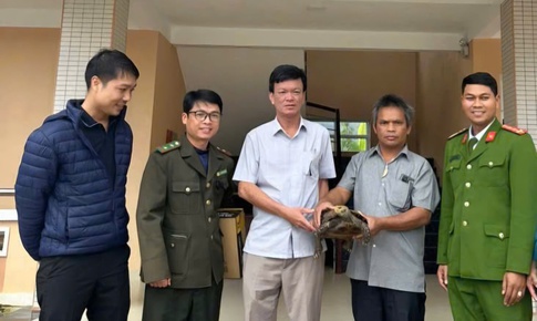 Đi làm rẫy, người đàn ông ở Huế phát hiện rùa núi viền quý hiếm