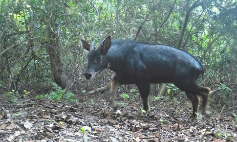 Phát hiện hai mẹ con loài sơn dương đang thảnh thơi đi dạo trong rừng