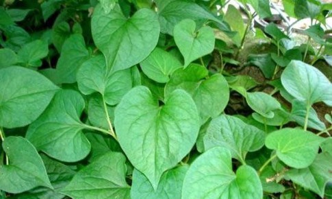 Tác dụng chữa bệnh của rau diếp cá