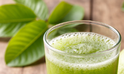 Nước ép lá ổi có tác dụng gì?