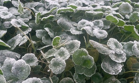 Vùng biên Nghệ An rét kỷ lục, xuất hiện băng giá