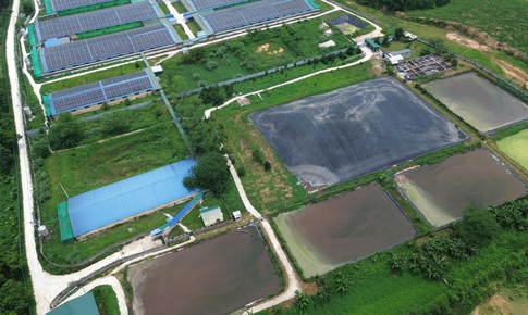 Phạt hơn 663 triệu đồng các trang trại nuôi lợn vi phạm môi trường ở Thanh Hóa