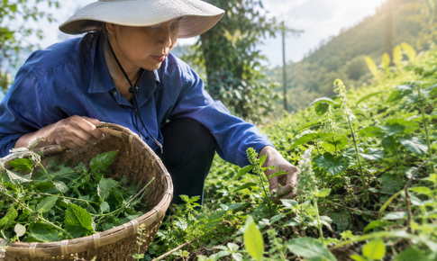 Trồng dược liệu an toàn: Người dân cần thay đổi những gì? 