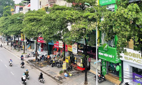 Hà Nội sẽ ưu tiên cắt tỉa, dịch chuyển bớt cây hoa sữa ở những khu vực nào?
