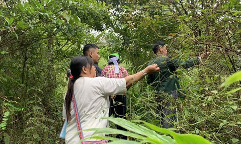 Dược liệu bản địa trước nguy cơ mai một: Làm gì để bảo tồn?