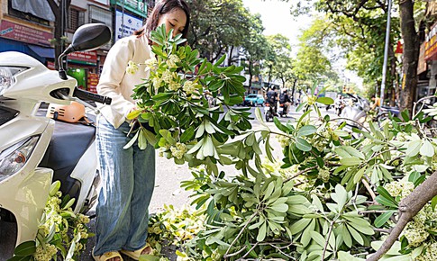 Hà Nội cắt tỉa hoa sữa, nhiều người tranh thủ nhặt mang về cắm