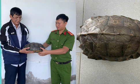 Người đàn ông làm điều đáng khen khi thấy rùa đất lớn băng qua đường