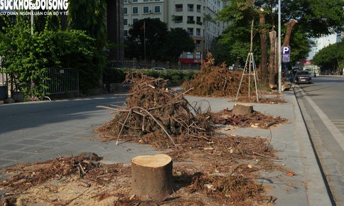 Chặt hạ loạt cây xanh để làm hầm chui qua Vành đai 3