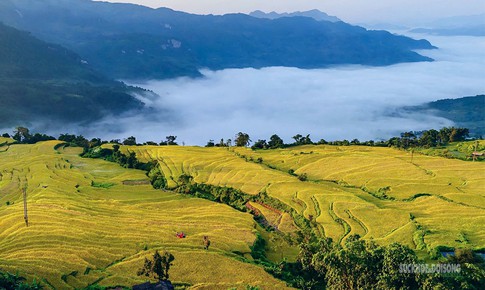 Hồng Thái mùa lúa chín, sắc vàng trải dài giữa biển mây