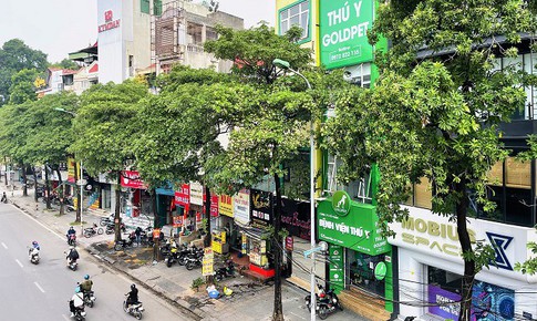 Tại sao Hà Nội trồng nhiều cây hoa sữa?