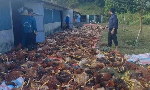Hơn 3.000 con gà sắp xuất bán chết do chập điện