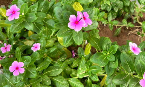 9 bài thuốc chữa bệnh thường gặp từ cây dừa cạn