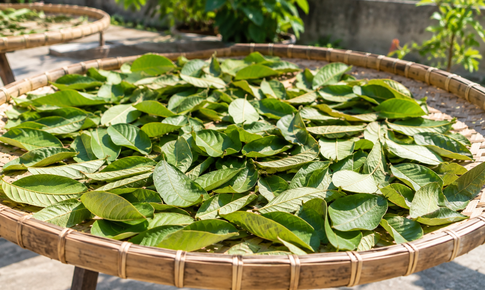 Lá ổi sấy hay phơi nắng tốt hơn để pha trà?