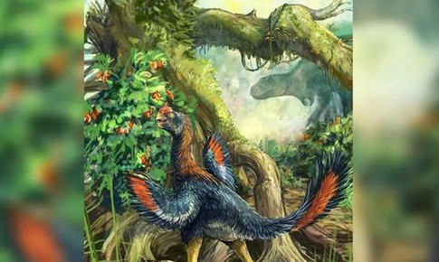 Phát hiện hóa thạch 'Gà địa ngục' ăn trái cây đầu tiên