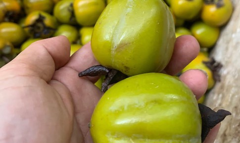 Cách lựa chọn và ăn hồng ngâm vừa ngon vừa an toàn