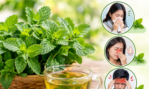 Bạc hà: Vị thuốc Nam quen thuộc và những bài thuốc chữa bệnh thường gặp