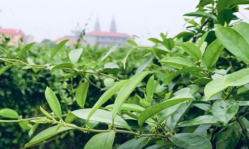 Chủ động nguồn giống, tạo nền tảng cho vùng dược liệu Việt