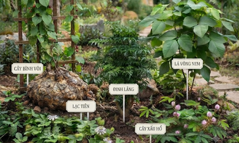 5 cây thuốc nam tiêu biểu chữa mất ngủ